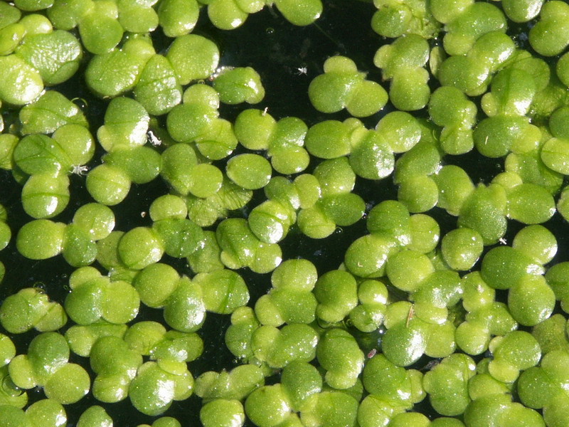 Image of Lemna gibba specimen.
