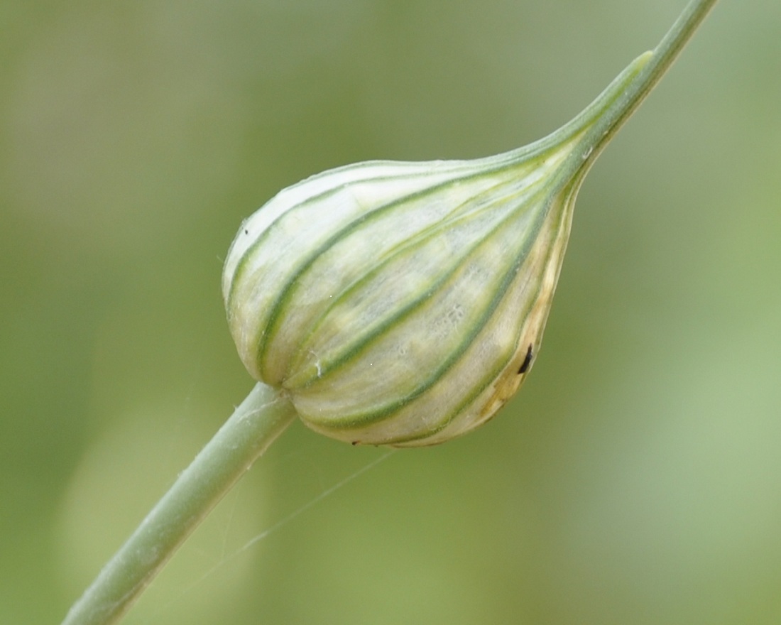 Image of Allium pallens ssp. coppoleri specimen.