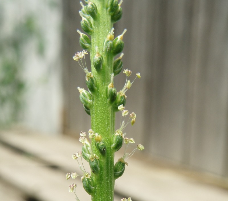 Image of Plantago major specimen.