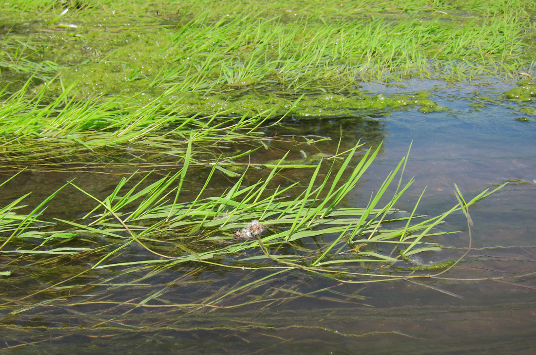 Image of Agrostis stolonifera specimen.