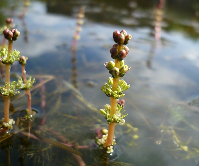 Image of Myriophyllum sibiricum specimen.