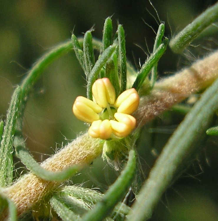 Image of Bassia laniflora specimen.
