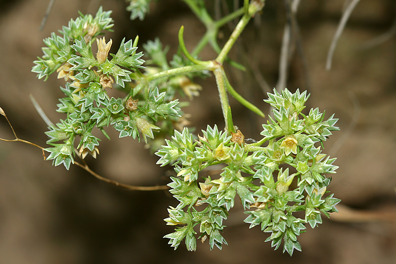 Image of Scleranthus annuus specimen.