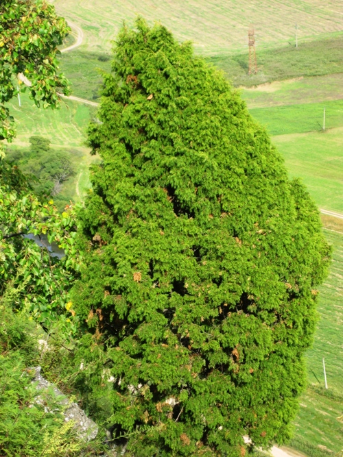 Image of Juniperus rigida specimen.