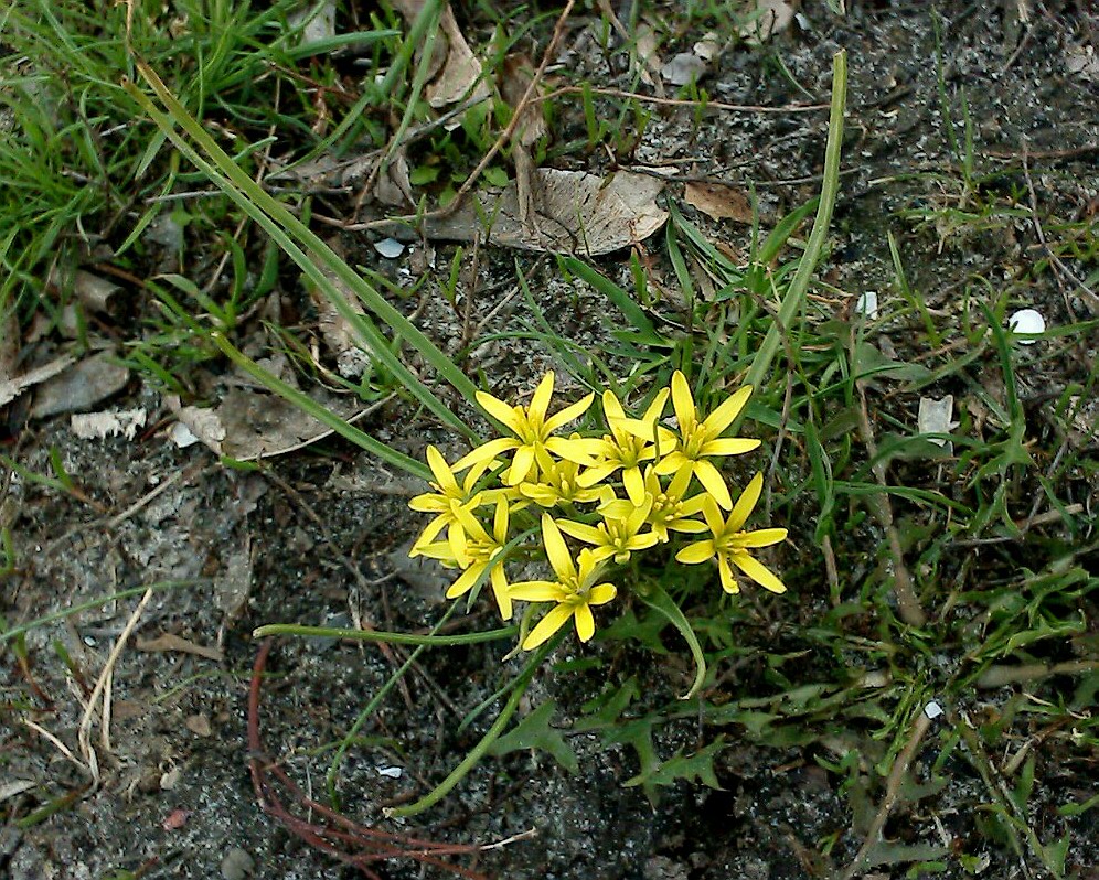 Image of Gagea pusilla specimen.