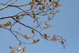 Sorbus turkestanica. Ветвь с плодами. Узбекистан, г. Ташкентская обл., зап. отроги Чаткальского хр., ур. Чимган, ущ. Катта-Коксай. 02.10.2011.