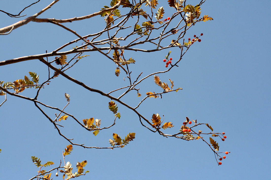 Image of Sorbus turkestanica specimen.