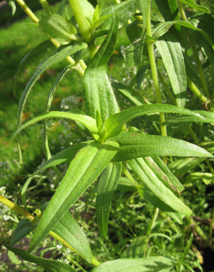 Image of Zinnia angustifolia specimen.