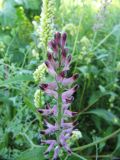 Fumaria officinalis. Соцветие. Коми, окраина г. Сыктывкар, рапсовое поле. 07.09.2011.