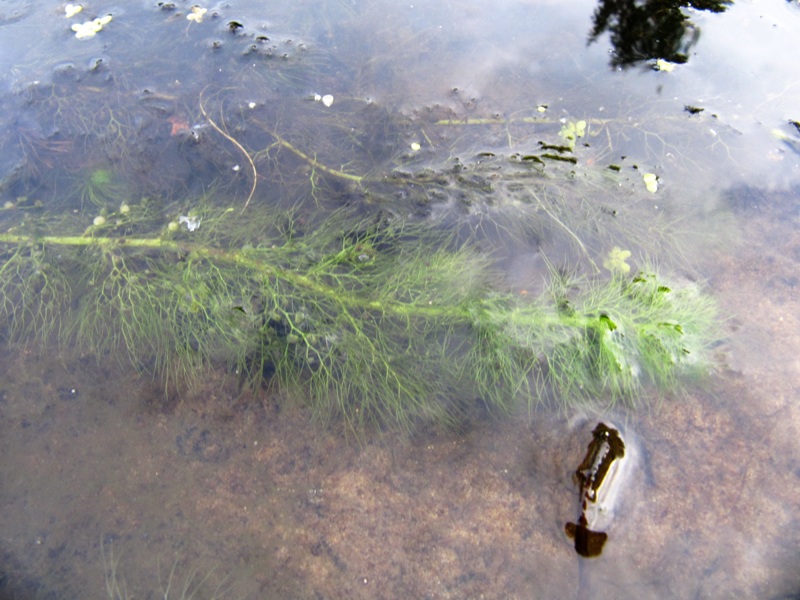 Image of Utricularia vulgaris specimen.