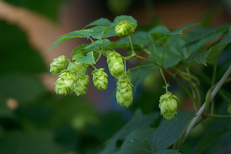Image of Humulus lupulus specimen.