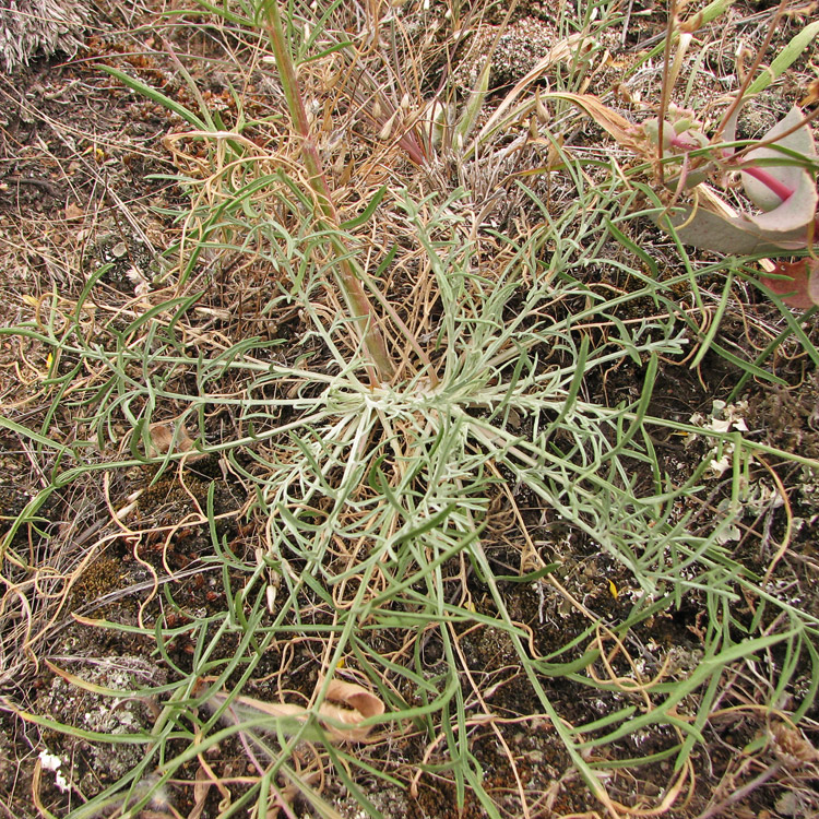 Image of Centaurea pseudoleucolepis specimen.