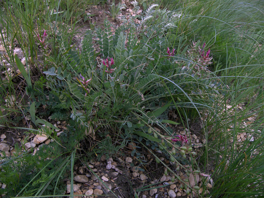 Изображение особи Astragalus brachycarpus.