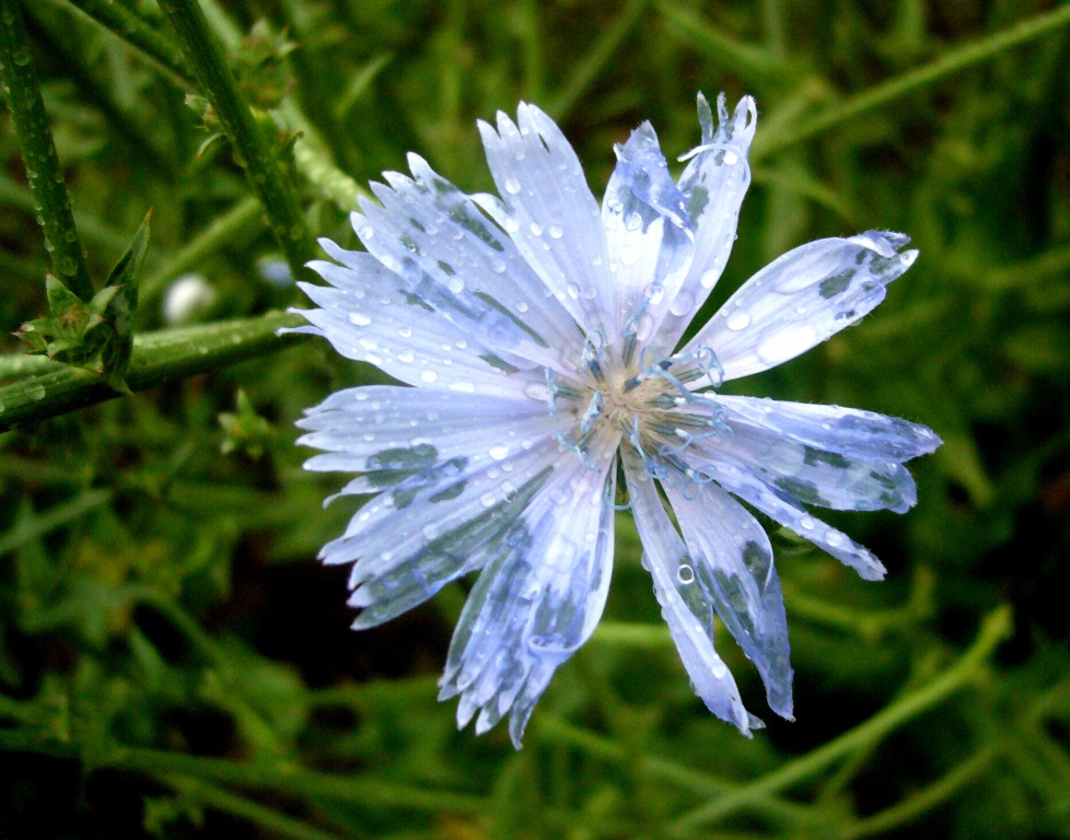 Image of Cichorium intybus specimen.