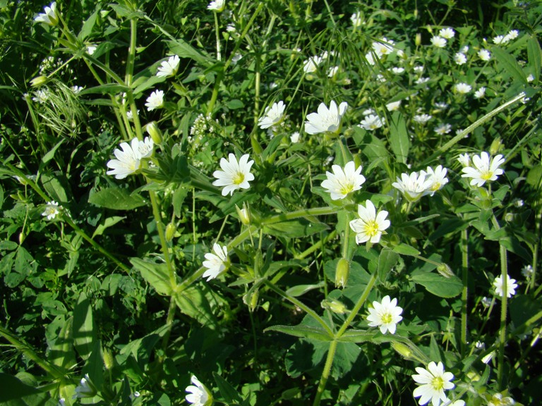 Image of Cerastium nemorale specimen.