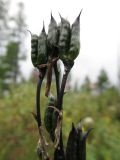 Delphinium crassifolium