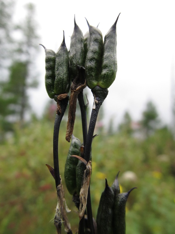 Image of Delphinium crassifolium specimen.