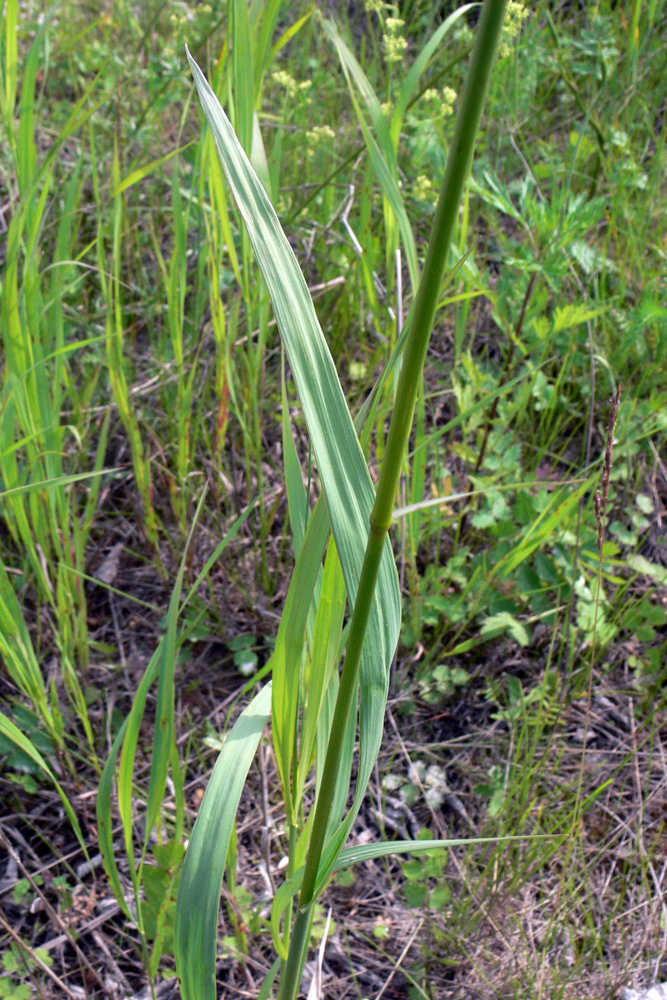 Изображение особи Bromopsis inermis.