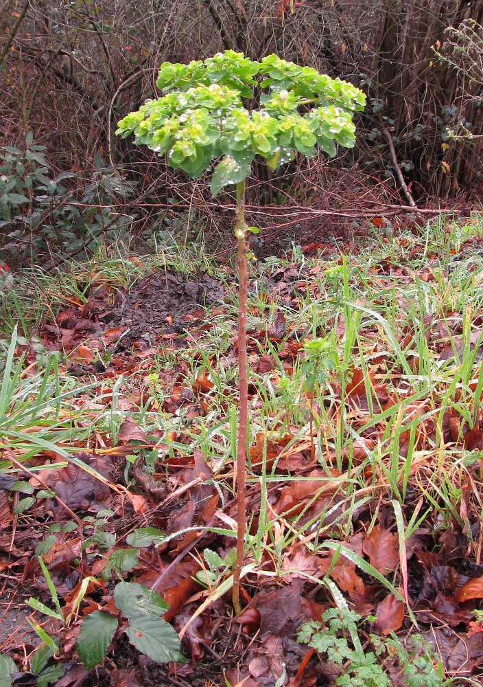 Изображение особи Euphorbia helioscopia.