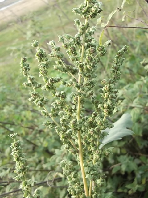 Image of Cyclachaena xanthiifolia specimen.