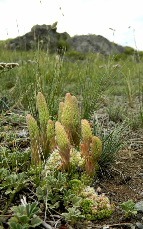 Изображение особи Orostachys spinosa.