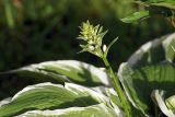 genus Hosta