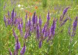 Salvia tesquicola