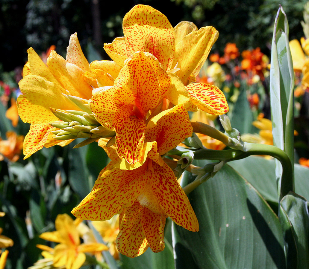 Image of Canna &times; orchiodes specimen.