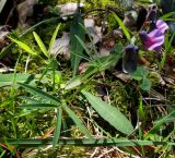 Lathyrus linifolius