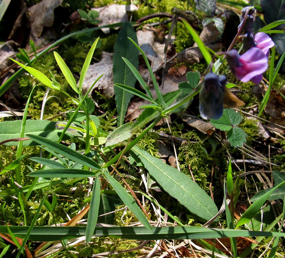 Изображение особи Lathyrus linifolius.