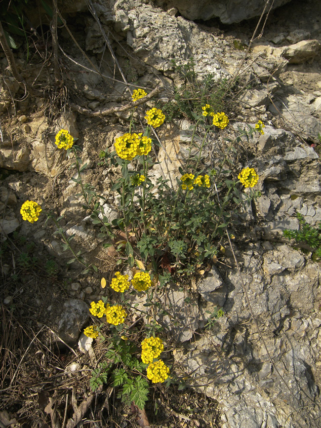 Image of Alyssum trichostachyum specimen.