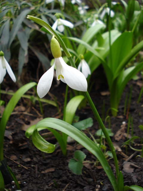 Изображение особи Galanthus trojanus.