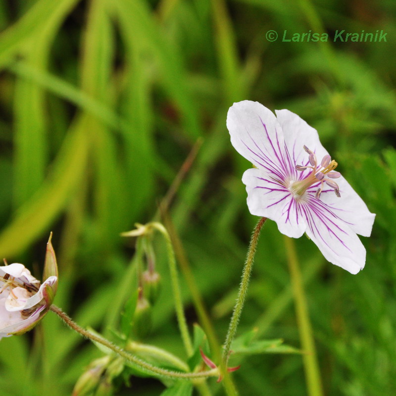 Image of Geranium sieboldii specimen.