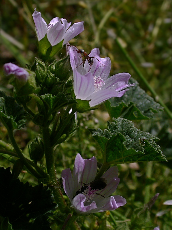 Изображение особи Malva neglecta.