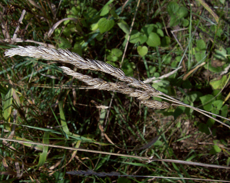 Image of Phalaroides arundinacea specimen.