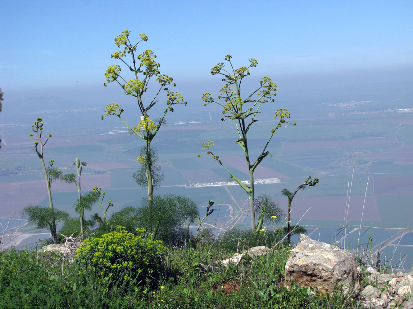 Изображение особи Ferula communis.