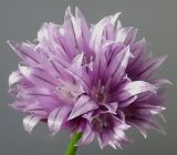 Allium schoenoprasum