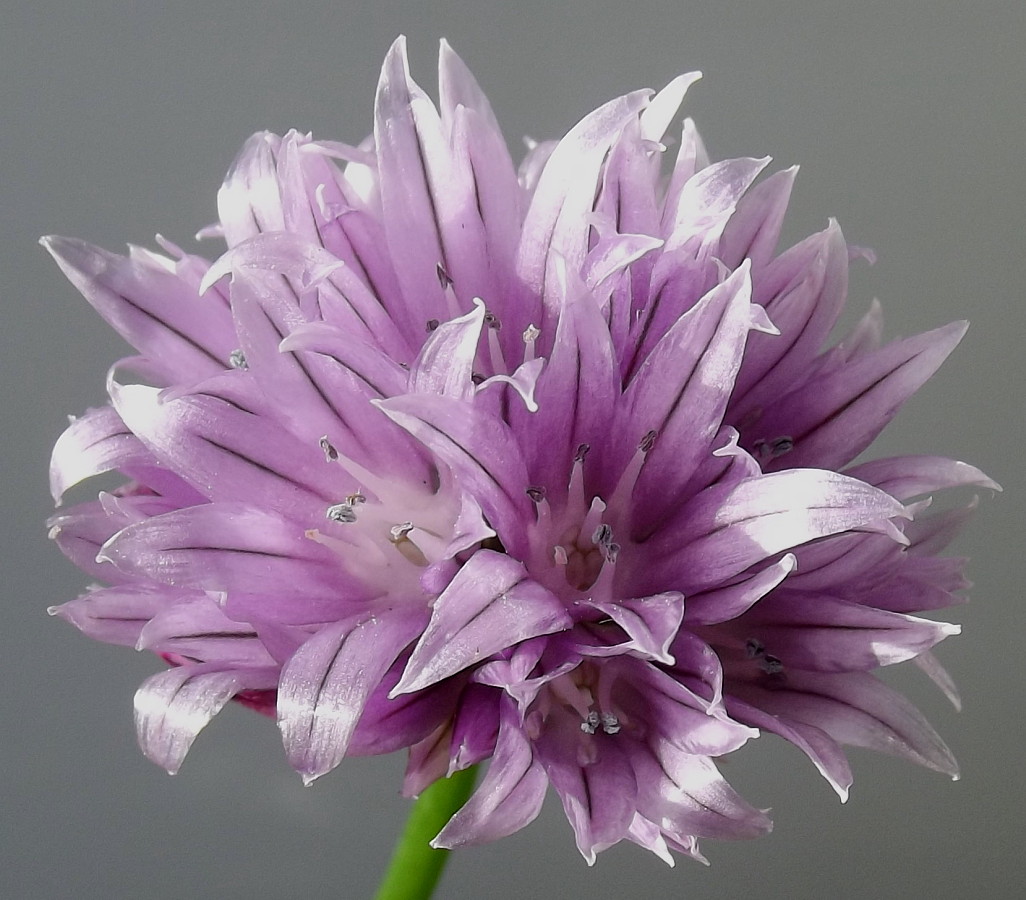 Изображение особи Allium schoenoprasum.