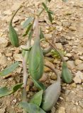 Capparis aegyptia