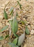 Capparis aegyptia