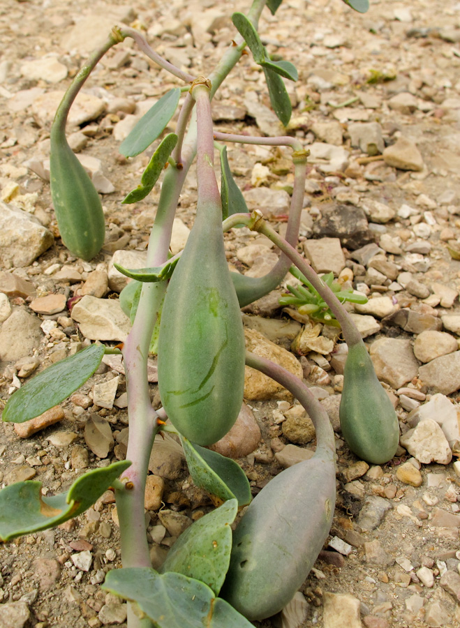 Image of Capparis aegyptia specimen.