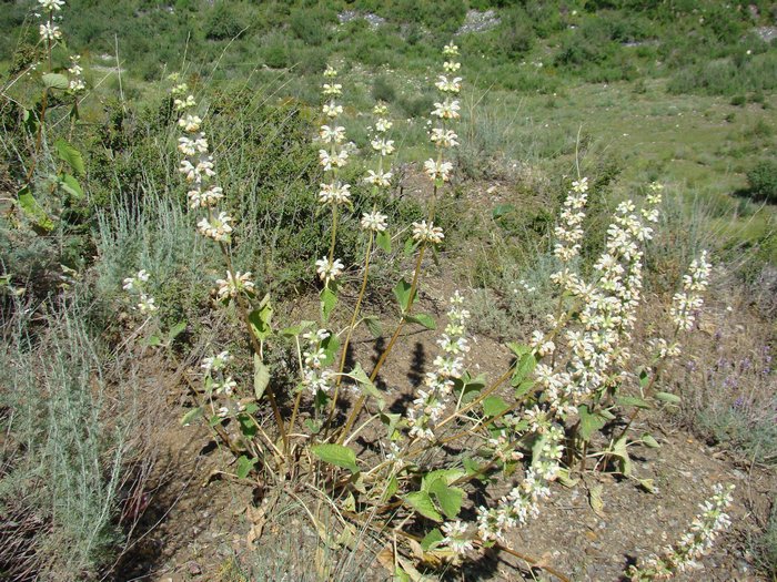 Изображение особи Phlomoides stellata.