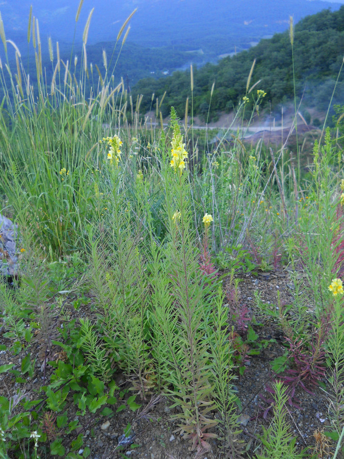 Изображение особи Linaria ruthenica.