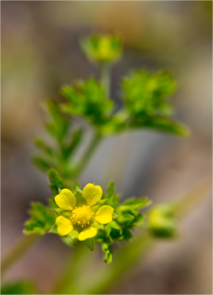 Image of Potentilla supina ssp. costata specimen.