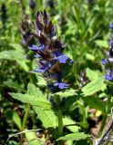 Ajuga genevensis. Верхушка цветущего растения. Ростовская обл., Азовский р-н, окр. п. Новый, сухой склон берега пруда. 29.04.2012.