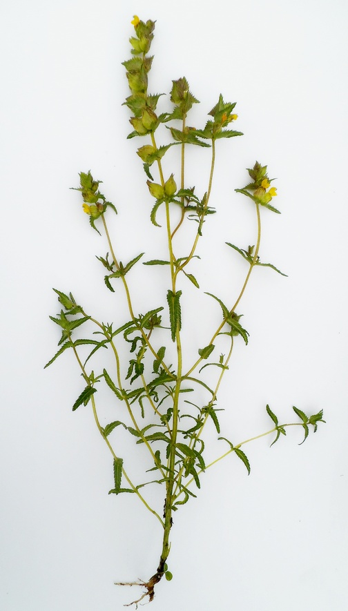 Image of Rhinanthus &times; fallax specimen.