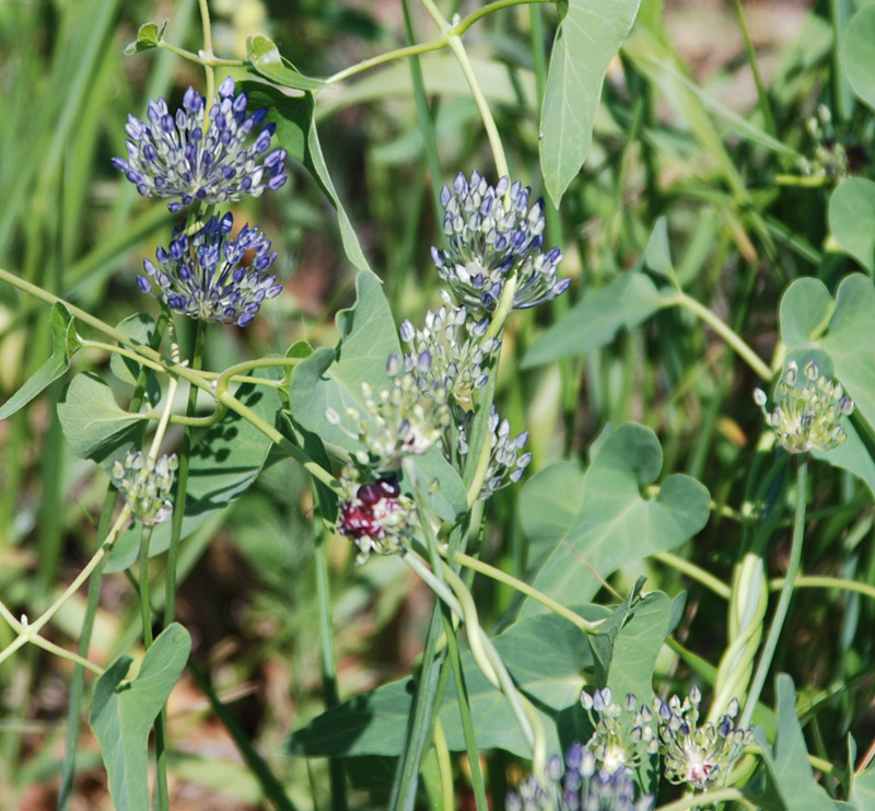 Изображение особи Allium caeruleum.