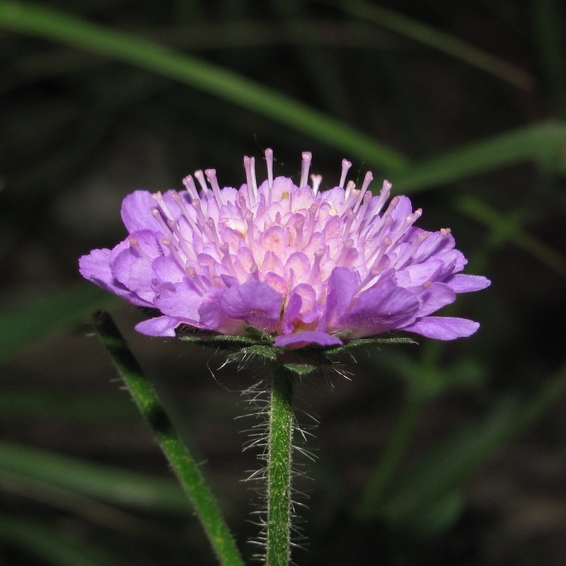 Изображение особи Knautia arvensis.