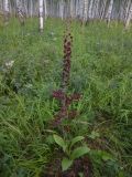 Veratrum nigrum