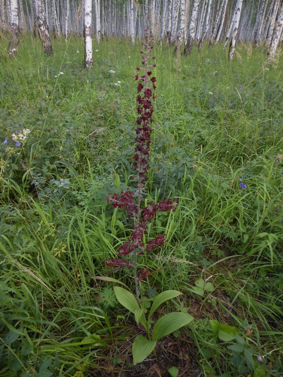 Изображение особи Veratrum nigrum.